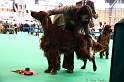 Crufts2011 282